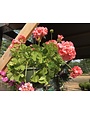 Hanging Basket, Annual 10"