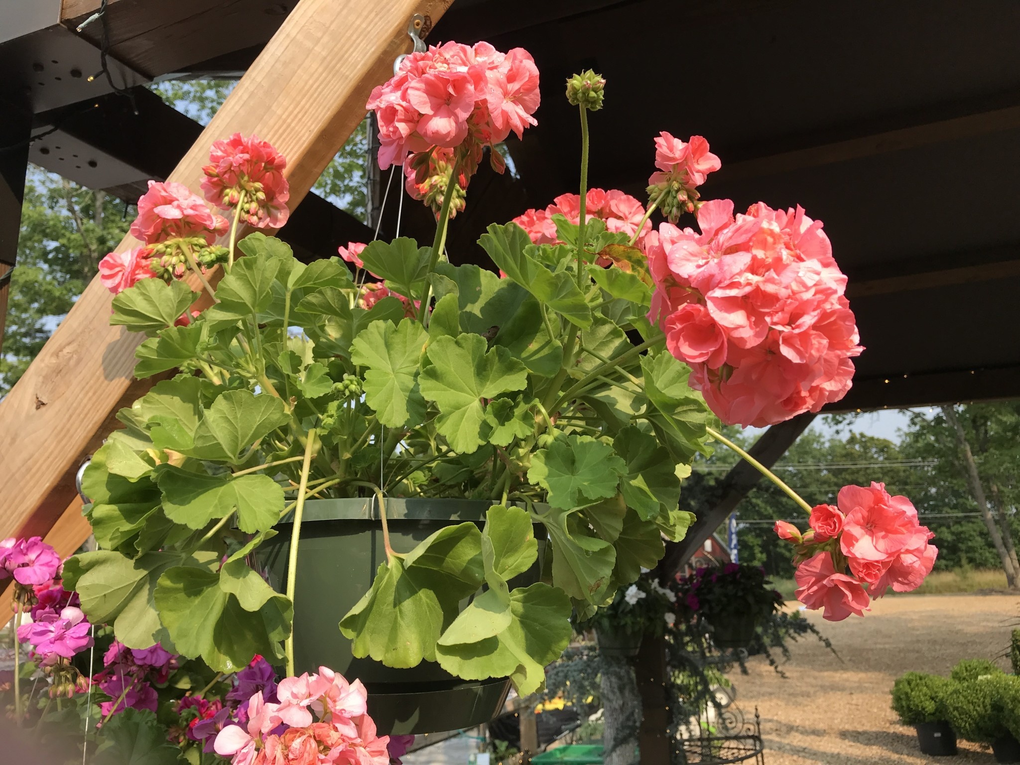 Hanging Basket, Annual 10"
