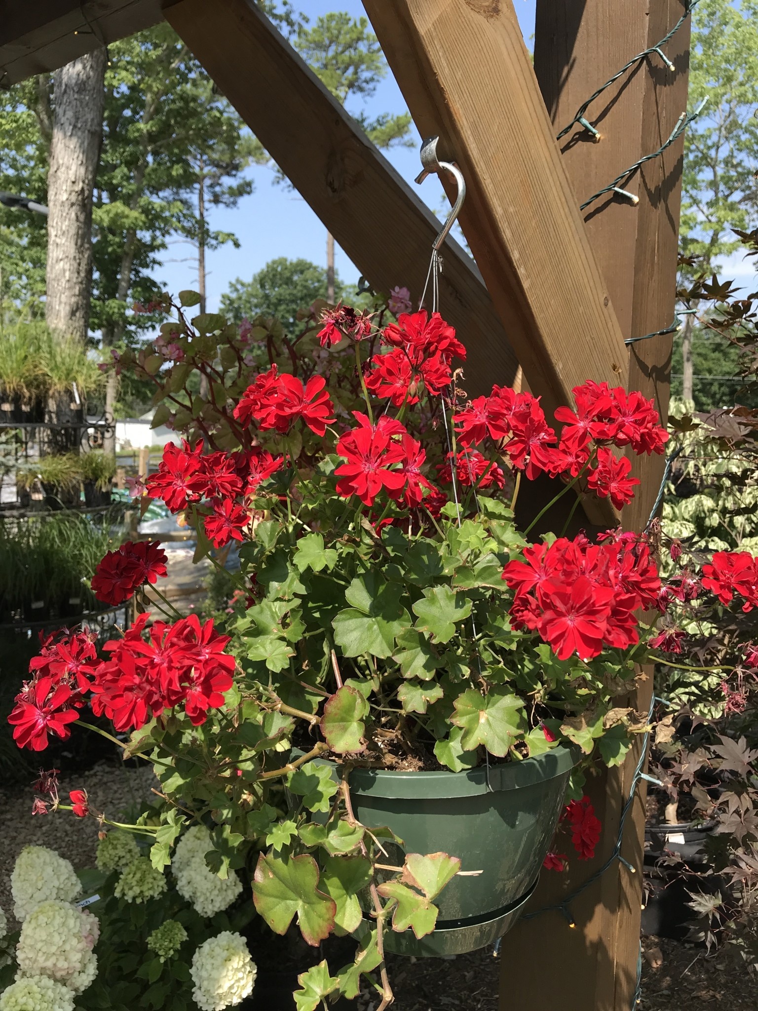 Hanging Basket, Annual 10"