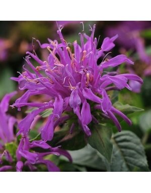 Bee Balm, Monarda didyma 'Balbalmac' Balmy™ Lilac 1G