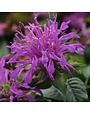 Bee Balm, Monarda didyma 'Balbalmac' Balmy™ Lilac 1G
