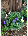 Hanging Basket, Annual 10"