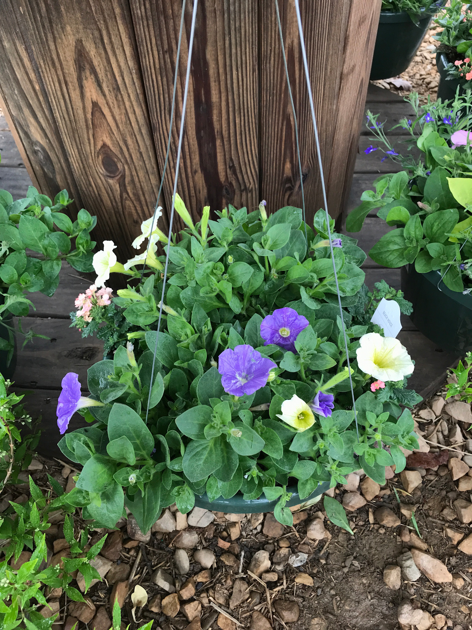 Hanging Basket, Annual 10"