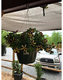 Hanging Basket, Annual 10"