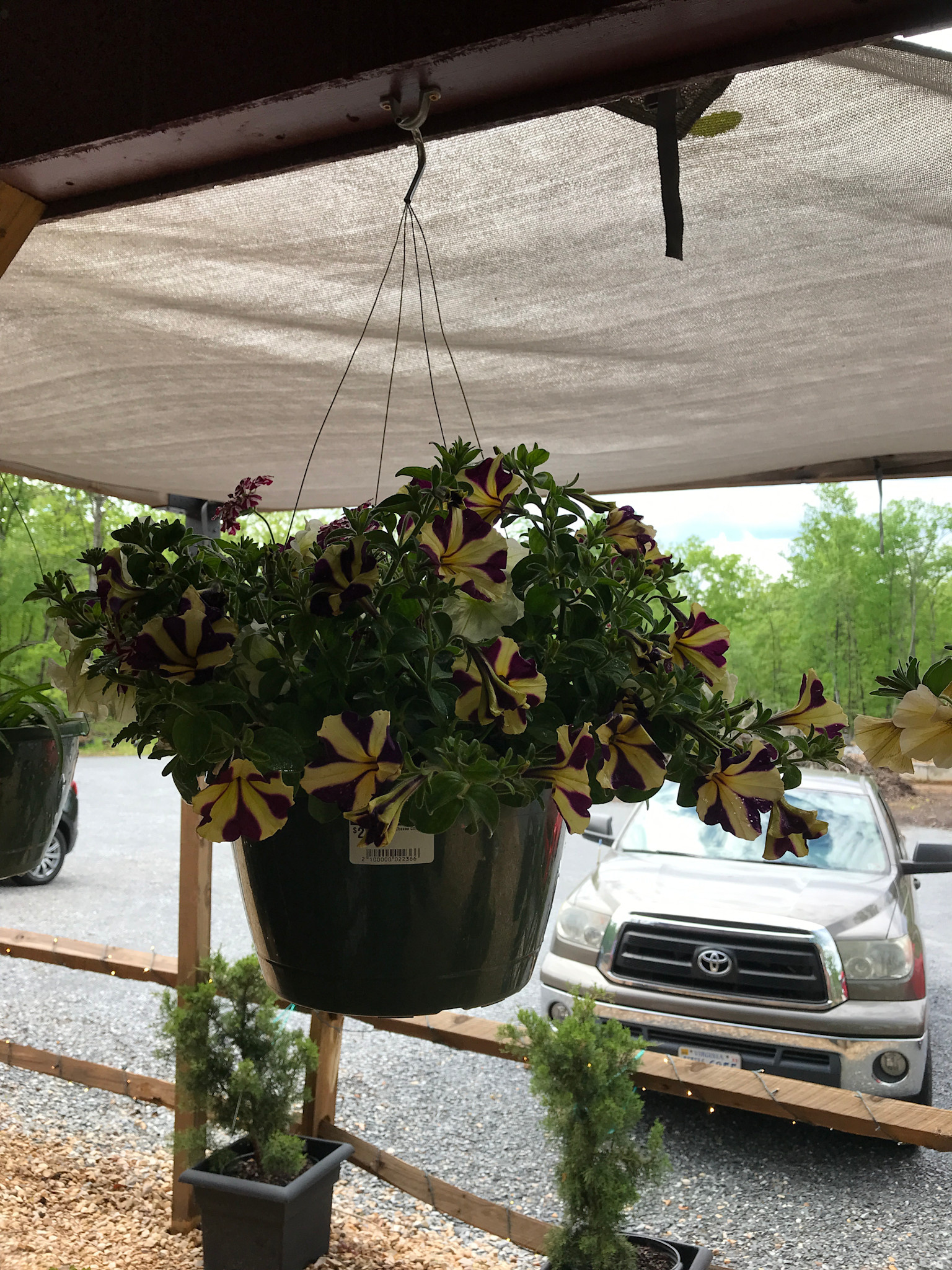 Hanging Basket, Annual 10"