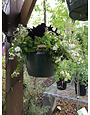 Hanging Basket, Annual 10"