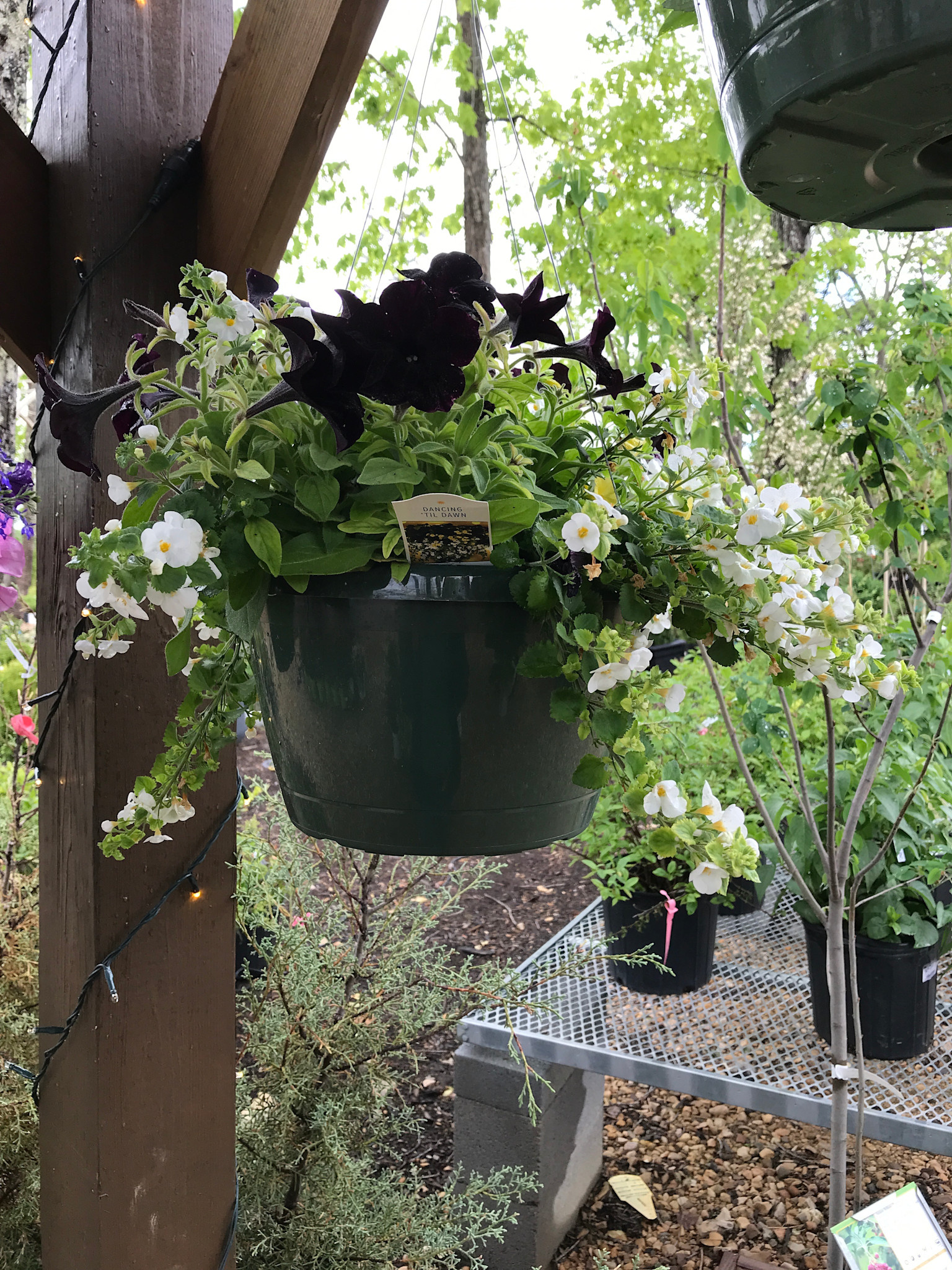 Hanging Basket, Annual 10"