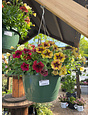 Hanging Basket, Annual 10"