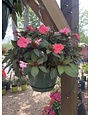 Hanging Basket, Annual 10"