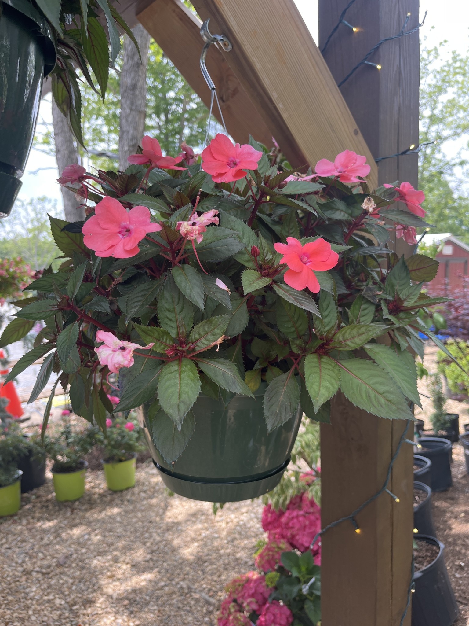Hanging Basket, Annual 10"
