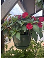 Hanging Basket, Annual 10"