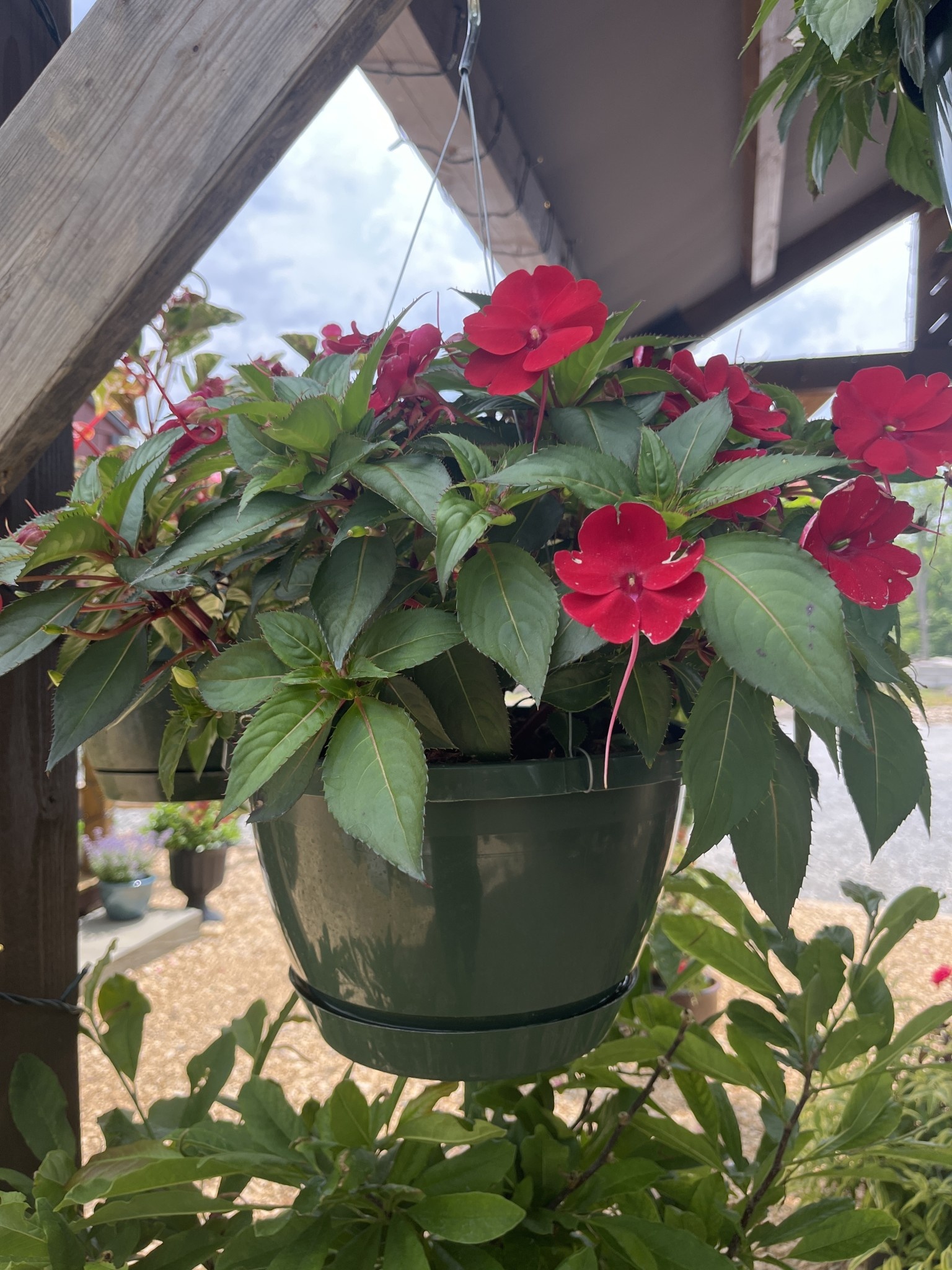 Hanging Basket, Annual 10"