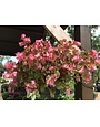 Hanging Basket, Annual 10"