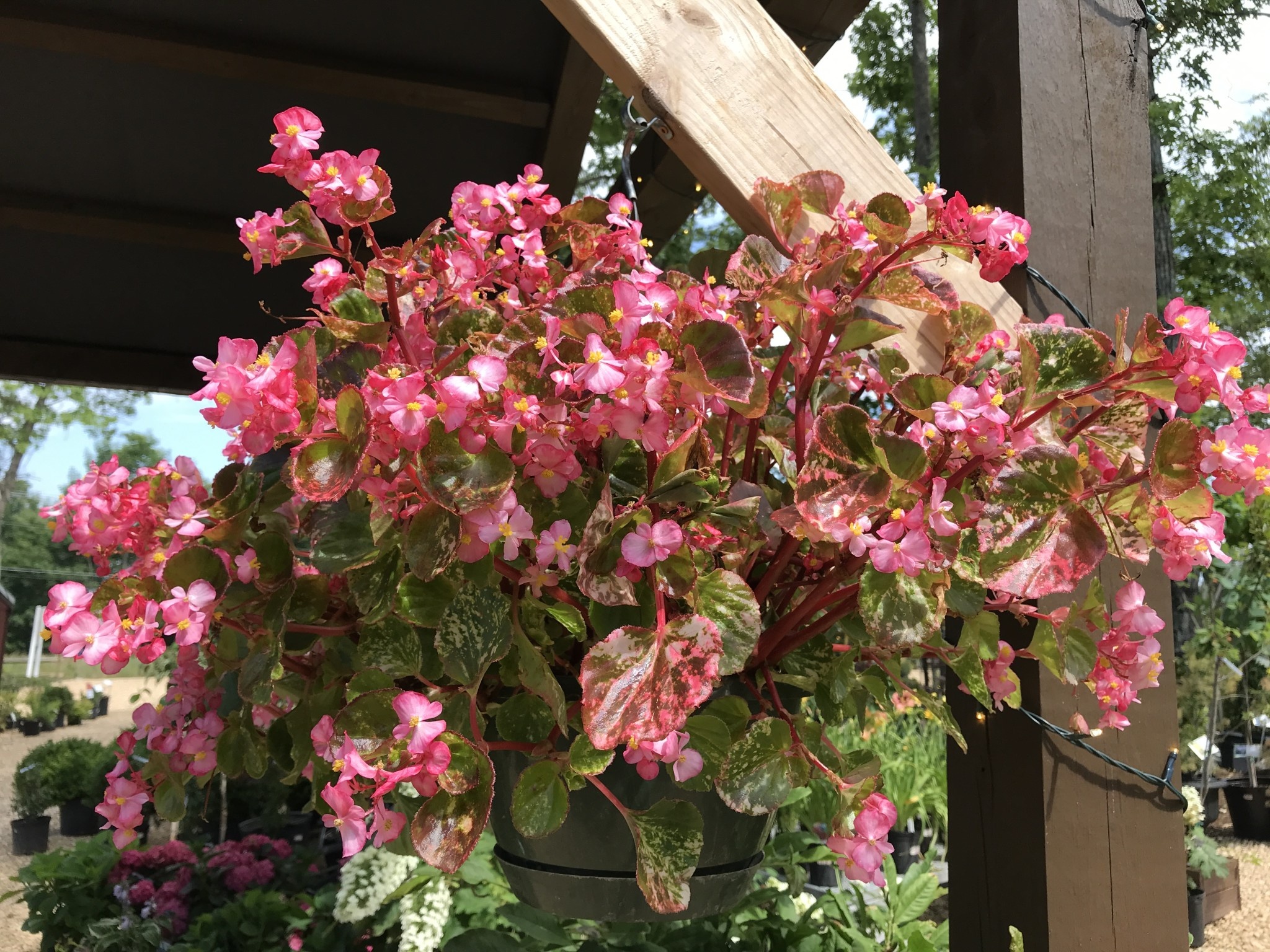 Hanging Basket, Annual 10"