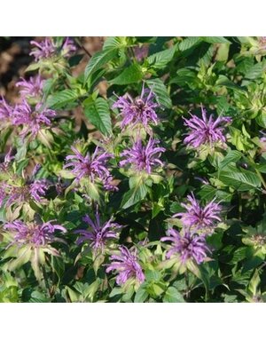 Bee Balm, Monarda fistulosa 'Claire Grace' 1G NATIVE