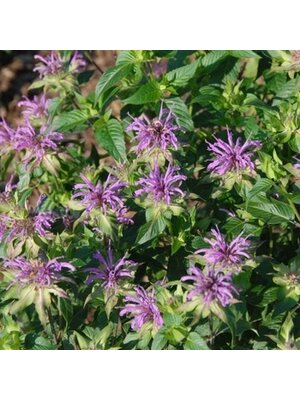Bee Balm, Monarda fistulosa 'Claire Grace' 1G NATIVE