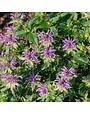 Bee Balm, Monarda fistulosa 'Claire Grace' 1G NATIVE
