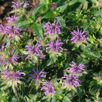 Bee Balm, Monarda fistulosa 'Claire Grace' 1G NATIVE