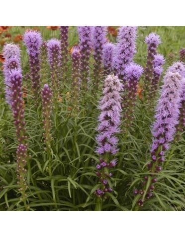 Blazing Star, Liatris spicata 'Blazing Star' 1Q NATIVE