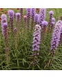 Blazing Star, Liatris spicata 'Blazing Star' 1Q NATIVE