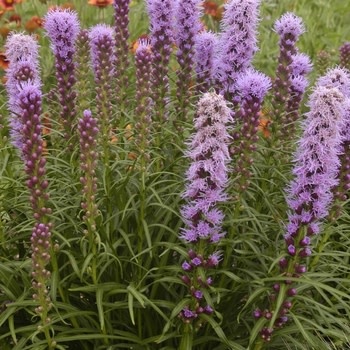 Blazing Star, Liatris spicata 'Blazing Star' 1Q NATIVE