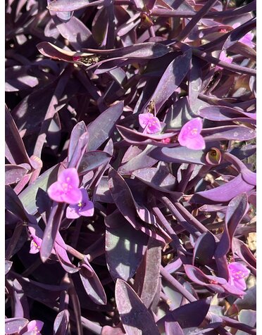 Purple Heart, Tradescantia pallida 'Purple Heart' Setcreasea 8"