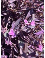 Purple Heart, Tradescantia pallida 'Purple Heart' Setcreasea 8"