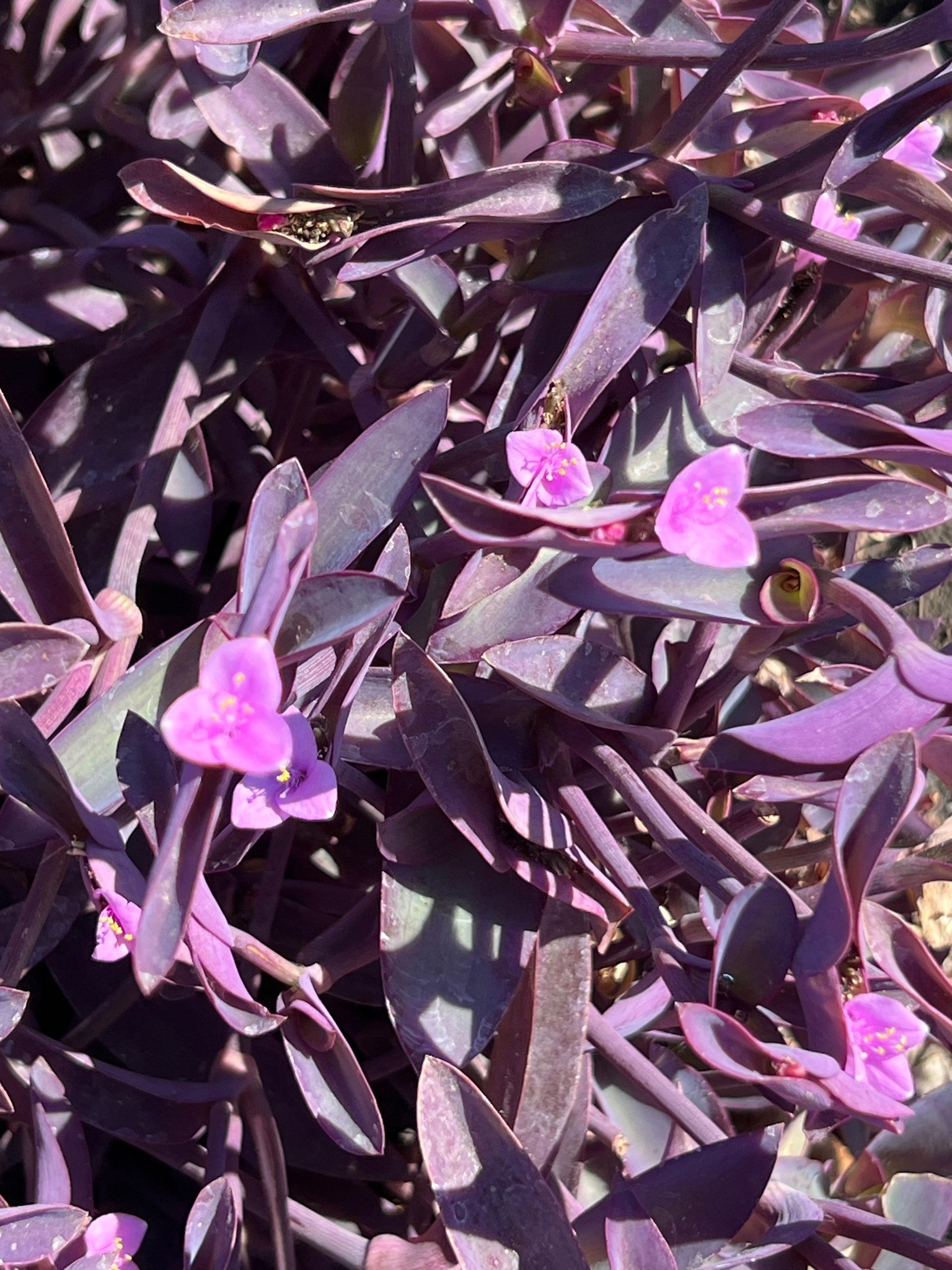 Purple Heart, Tradescantia pallida 'Purple Heart' Setcreasea 8"