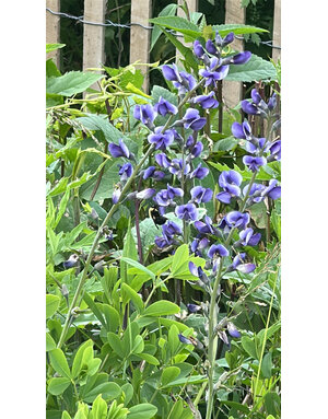 False Indigo, Baptisia australis 'Indigo Spires' 1G