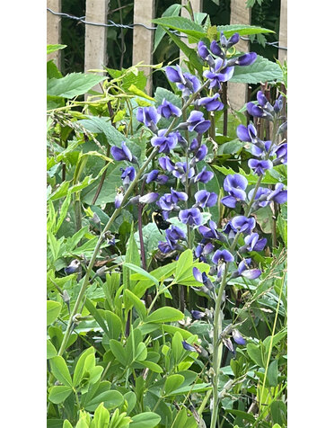 False Indigo, Baptisia australis 'Indigo Spires' 1G