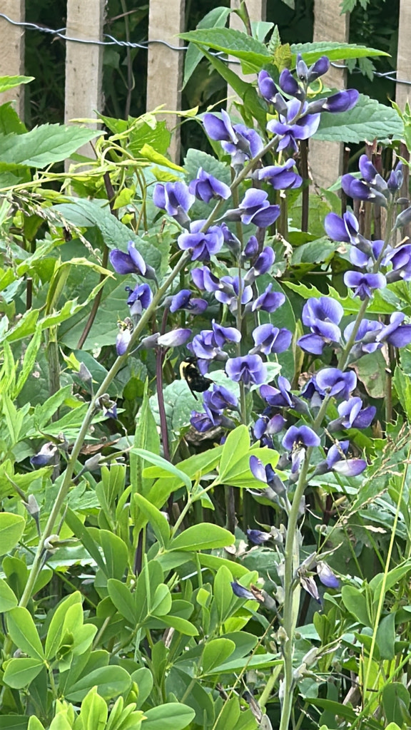 False Indigo, Baptisia australis 'Indigo Spires' 1G