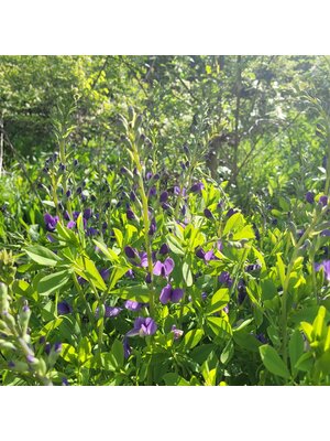 False Indigo, Baptisia 'Australis' 1G