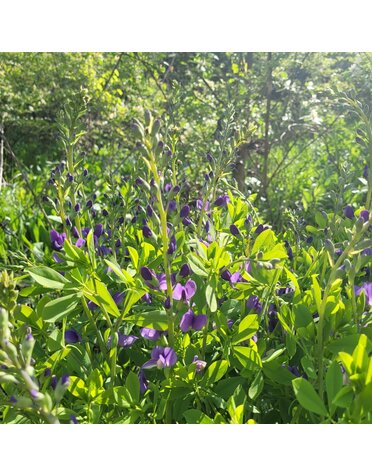 False Indigo, Baptisia 'Australis' 1G