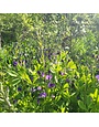 False Indigo, Baptisia 'Australis' 1G