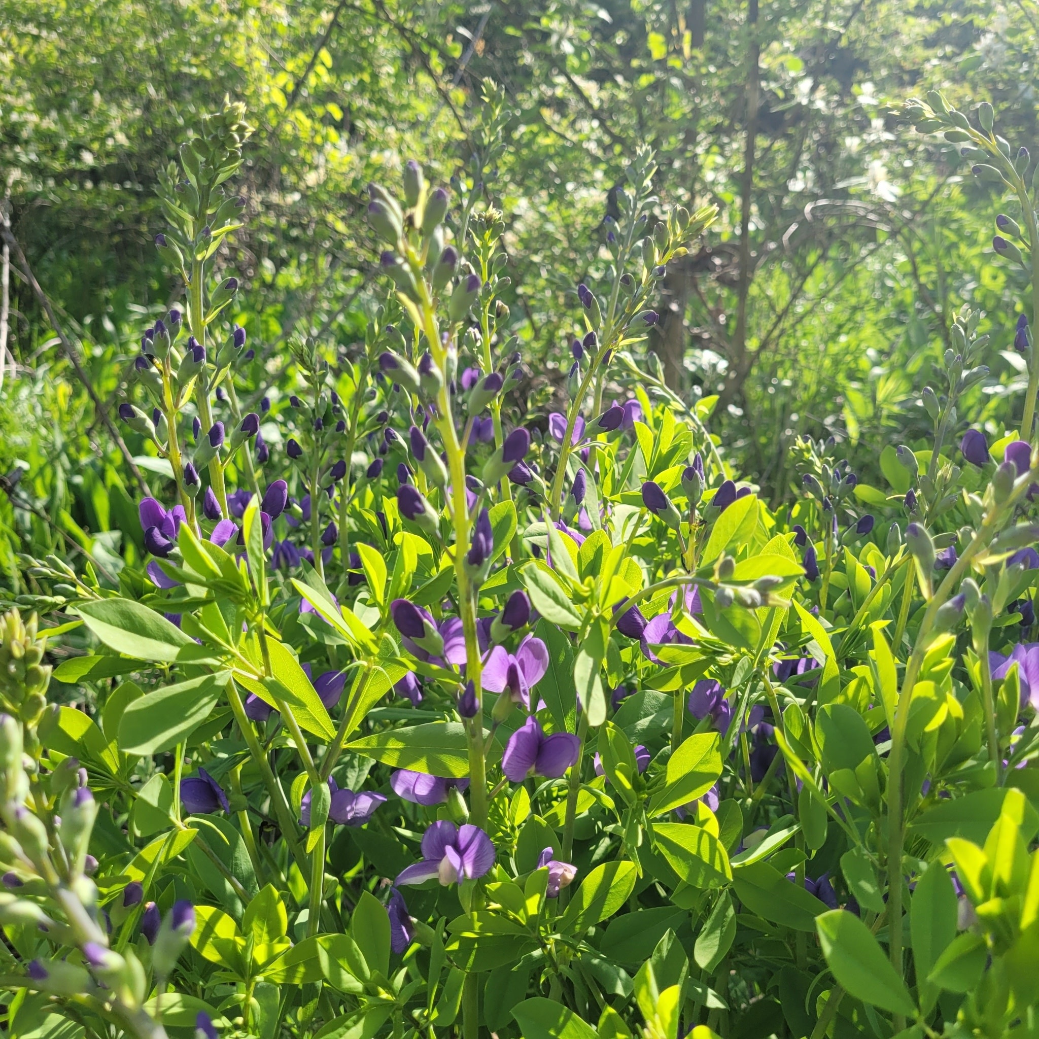 False Indigo, Baptisia 'Australis' 1G