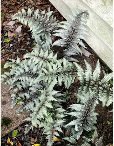 Fern, Athyrium niponicum var. pictum 'Regal Red' (Painted) 1Q