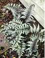 Fern, Athyrium niponicum var. pictum 'Regal Red' (Painted) 1Q