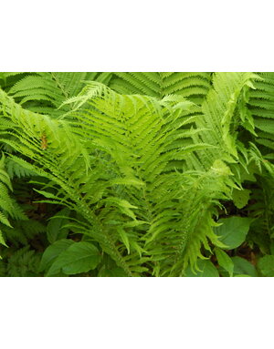 Fern, Matteuccia struthiopteris 'Ostrich Fern' 1Q