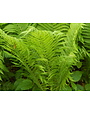 Fern, Matteuccia struthiopteris 'Ostrich Fern' 1Q