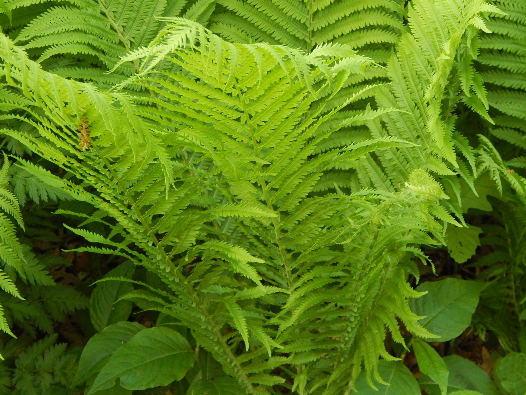 Fern, Matteuccia struthiopteris 'Ostrich Fern' 1Q