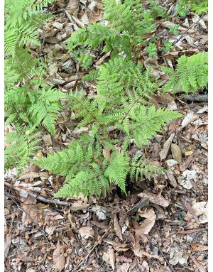 Fern, Athyrium angustum f. rubellum 'Lady in Red' 1Q