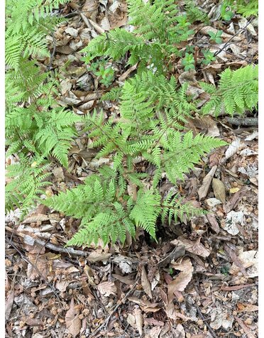 Fern, Athyrium angustum f. rubellum 'Lady in Red' 1Q