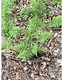 Fern, Athyrium angustum f. rubellum 'Lady in Red' 1Q