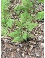 Fern, Athyrium angustum f. rubellum 'Lady in Red' 1G