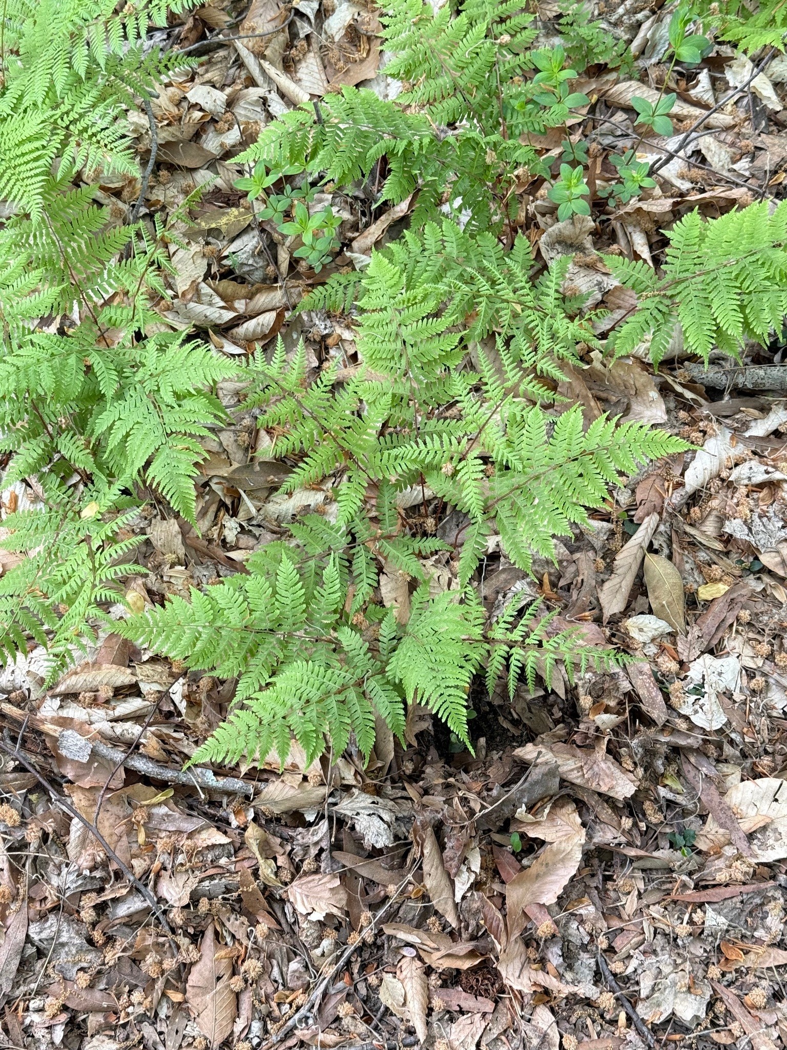 Fern, Athyrium angustum f. rubellum 'Lady in Red' 1G