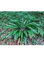 Fern, Asplenium scolopendrium 'Hart's Tongue' 1Q
