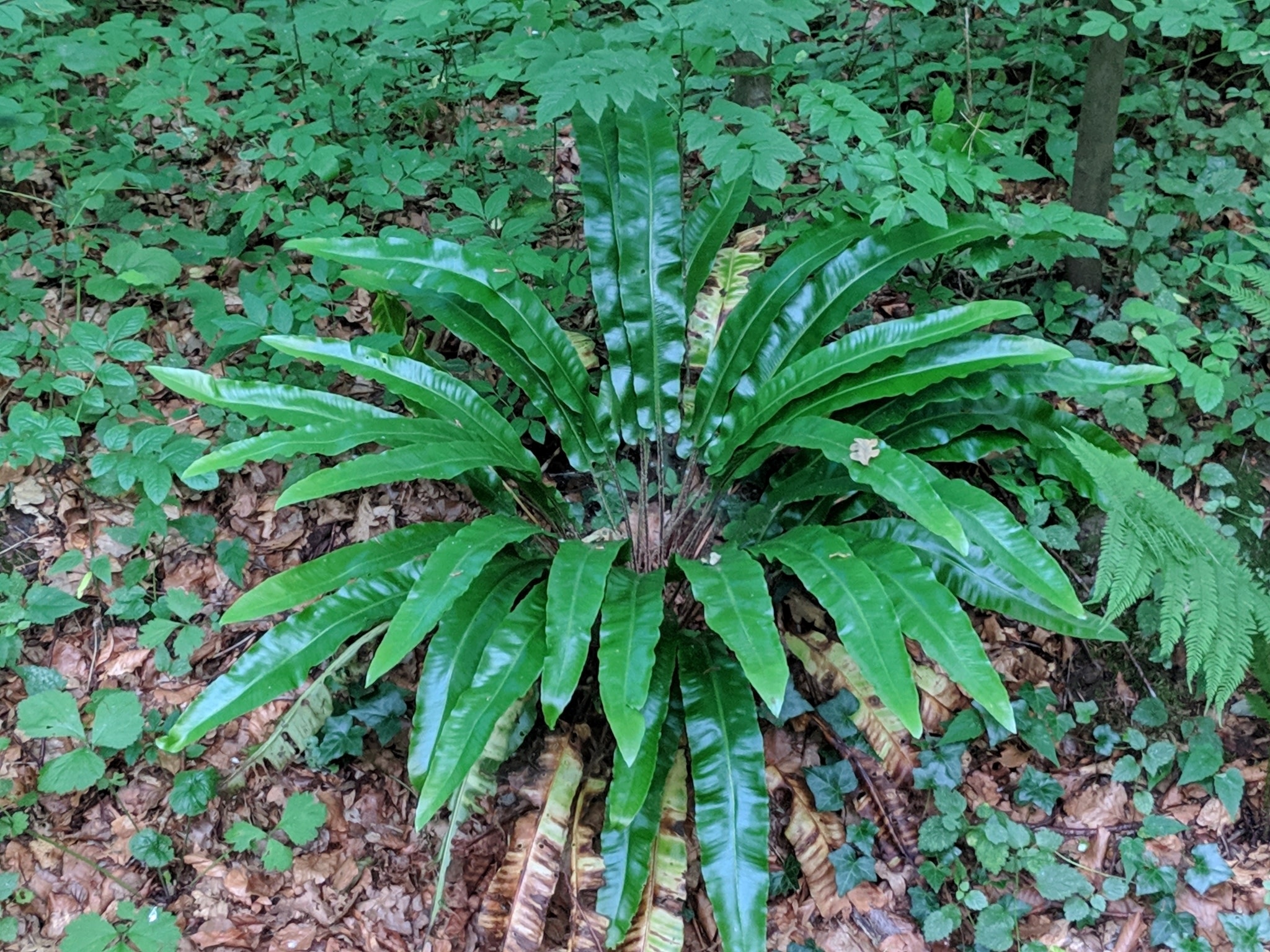 Fern, Asplenium scolopendrium 'Hart's Tongue' 1Q