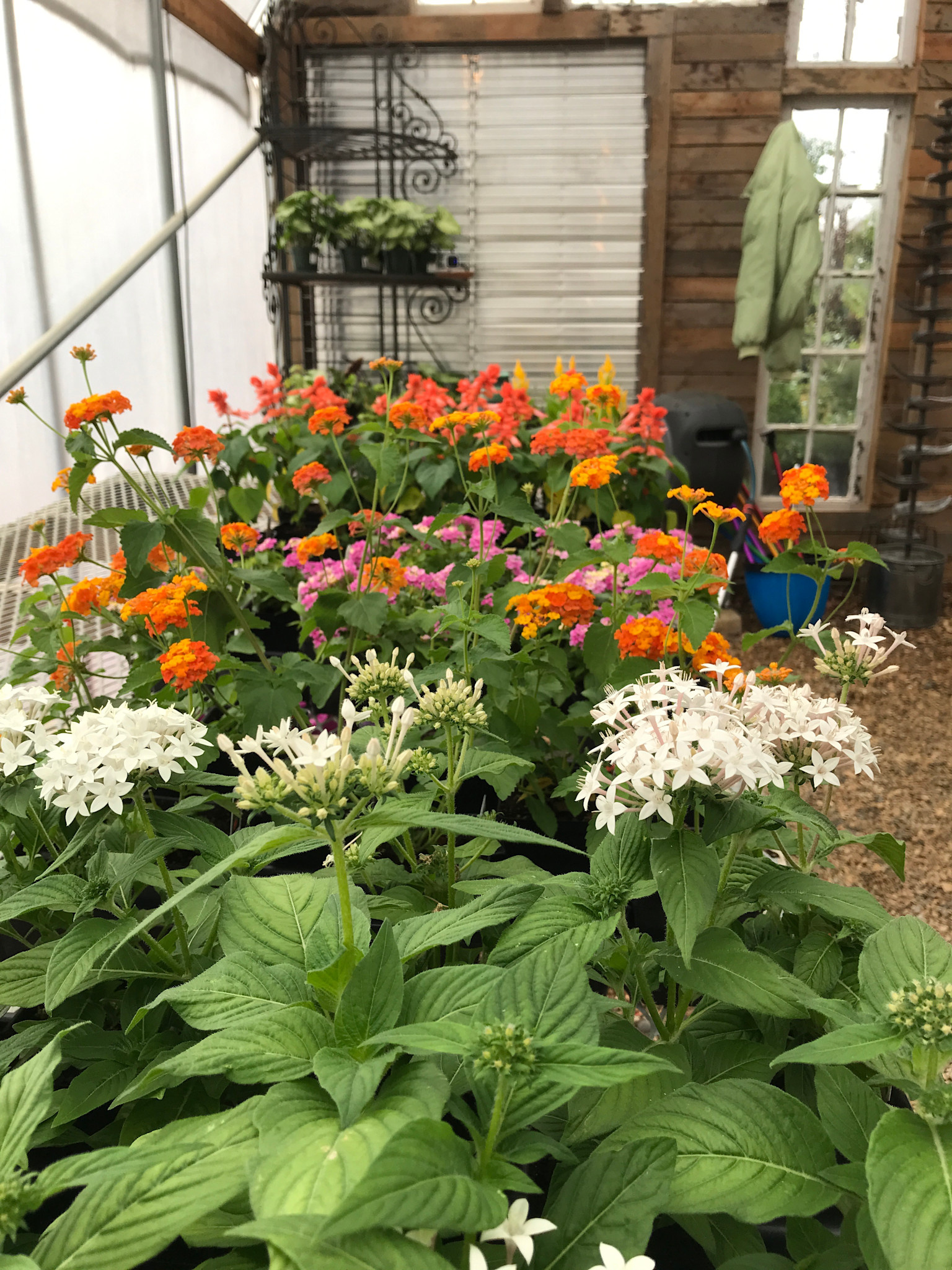 Annual 4"
