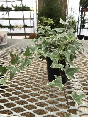 Ivy, Hedera helix 'Varieagata' Variegated (English) 4"