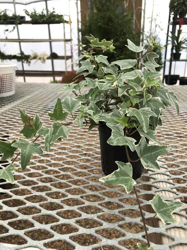 Ivy, Hedera helix 'Varieagata' Variegated (English) 4"